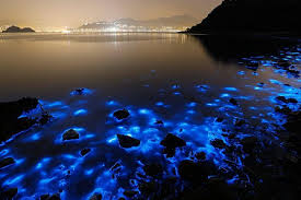 Luminous Lagoon Tour